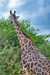 Tanzania is an East African country famous for its vast wildlife areas. These include the plains of the Serengeti National Park.
