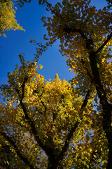 青空と色づいた銀杏の木