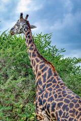Tanzania is an East African country famous for its vast wildlife areas. These include the plains of the Serengeti National Park.