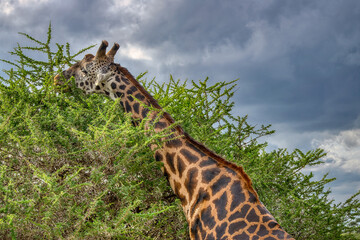 Tanzania is an East African country famous for its vast wildlife areas. These include the plains of the Serengeti National Park.