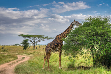Tanzania is an East African country famous for its vast wildlife areas. These include the plains of the Serengeti National Park.