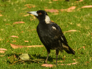 Australian Magpie (Gymnorhina tibicen) in Australia