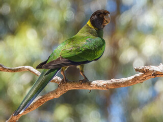 28 Ringneck Parrot (Barnardius zonarius semitorquatus) in Australia