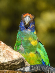 28 Ringneck Parrot (Barnardius zonarius semitorquatus) in Australia