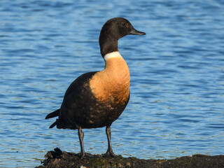 Australian Shelduck	(Tadorna tadornoides) in Australia