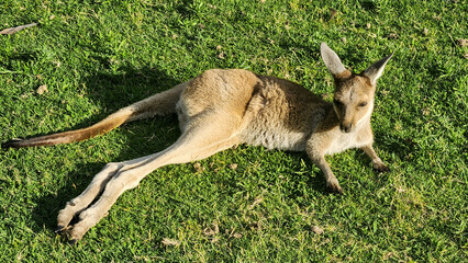 Western Grey Kangaroo (Macropus fuliginosus) in Australia © Imogen
