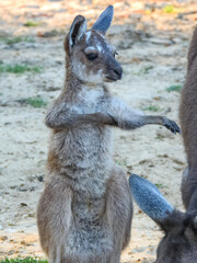 Western Grey Kangaroo (Macropus fuliginosus) in Australia © Imogen