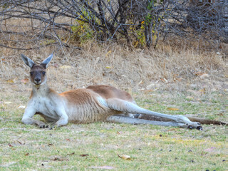 Western Grey Kangaroo (Macropus fuliginosus) in Australia © Imogen