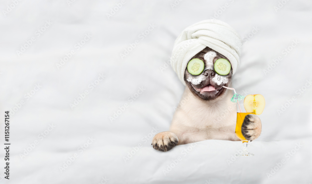Poster Funny Pug puppy with towel on it head and with cream on it face and a pieces of cucumber on it eyes holds apple cocktail and relaxing on the bed at beauty salon. Top down view. Empty space for text