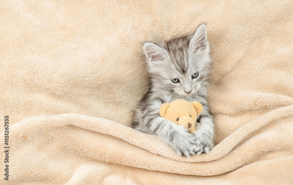 Poster cozy tiny maine coon kitten lying with favorite toy bear under warm plaid on a bed at home. top down