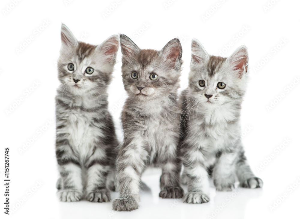 Poster group of maine coon kittens sitting in front view and looking away and up together. isolated on whit