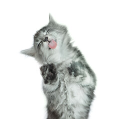 Funny maine coon kitten sticking out tongue licking invisible glass pane making funny face....