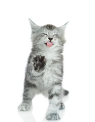 Cute maine coon kitten sticking out tongue licking invisible glass pane. Isolated on white background