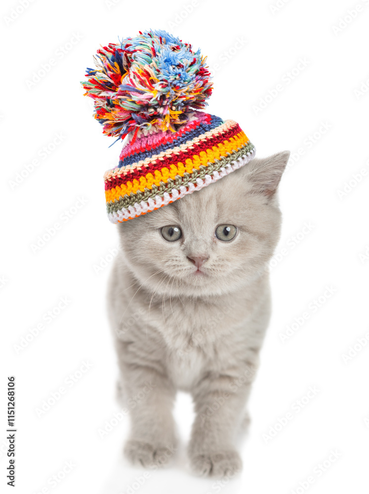 Poster cute kitten wearing warm winter hat standing in front view and looking at camera. isolated on white 