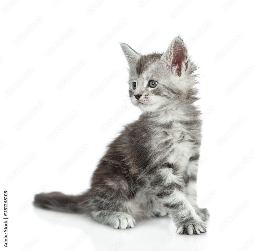 Poster cute maine coon kitten sitting in side view and looking away on empty space. isolated on white backg