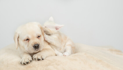 Playful maine coon kitten sniffs golden retriever puppy on a bed at home. Empty space for text