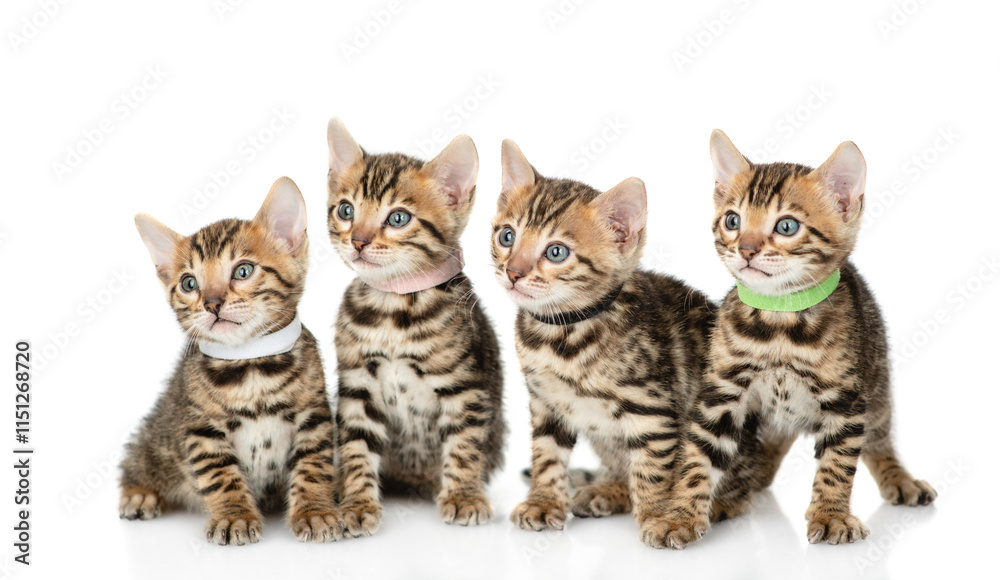 Poster Group of tiny bengal kittens sitting in front view and looking away on empty space. isolated on white background