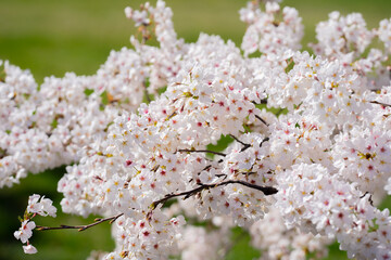 A blooming branch of cherry blossom tree in spring.