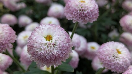 close up photo of a colorful chrysanthemum 