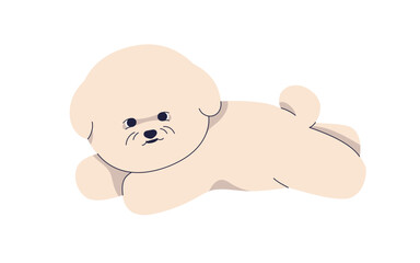Obraz premium Bichon Frise puppy lying. Cute fluffy canine animal breed with in funny pose. Lovely companion pet, little baby dog. Adorable miniature pup. Flat vector illustration isolated on white background