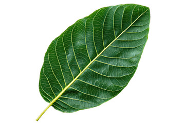 Leaves frame idea. Leaves frame idea. Green leaf with detailed veins, white isolated background