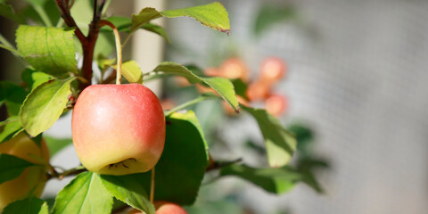 apples on the branches of an apple tree in the garden