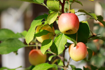 apples on the branches of an apple tree in the garden