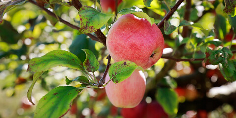 apples on the branches of an apple tree in the garden