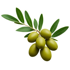 "Fresh and Organic Olive Branch – A Healthy Mediterranean Fruit for Cooking and Oil"


