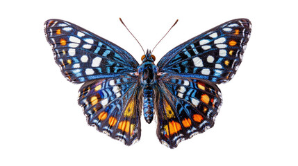 Naklejka premium Vibrant Blue Butterfly with Colorful Patterns