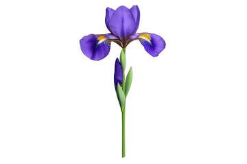 Iris botanical idea. A vibrant purple iris flower with delicate petals and green leaves.