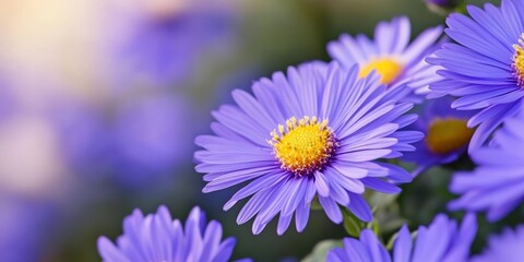Fototapeta premium Soft purple blooming Aster alpinus features blue flowers with a vibrant yellow fluffy center, creating a stunning display on a sunny summer day, perfect for flower themed desktop wallpaper.