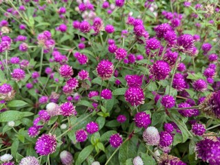 Obraz premium Close up on magenta round shaped flowers of globe amaranth (Gomphrena globosa)