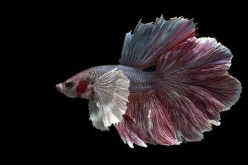 Colorful betta fish in black background