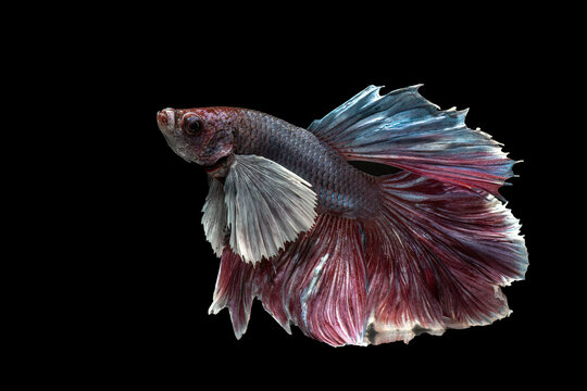 Colorful betta fish in black background