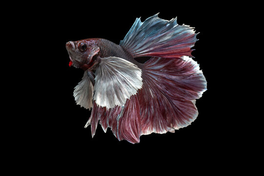 Colorful betta fish in black background