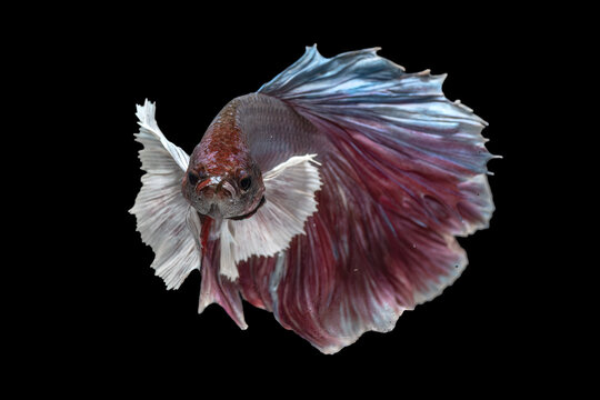 Colorful betta fish in black background