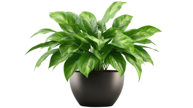 Peace Lily in Black Pot: A vibrant Peace Lily plant thrives in a sleek black pot, its lush green foliage adding a touch of serenity and natural beauty to any space.