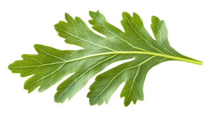 Obraz premium Green Leaf Detail: A single, vibrant green leaf with intricate veins, showcasing the beauty of nature's textures. Perfect for botanical illustrations, organic product branding, and natural designs. 