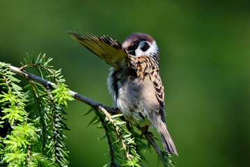 Der Sperling reinigt seinen "aufgeklappten" Fl&uuml;gel (Nahaufnahme)