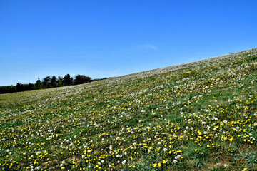 Eine Wiese voll mit L&ouml;wenzahn und Pusteblumen abgegrenzt vom tiefblauem Himmel