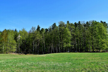 Frühlingsgrün am Waldrand hinter einer grünen Wiese und dahinter der blaue Himmel