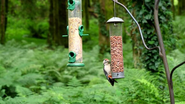 Woodpecker eating peanuts from bird feeder in the forest.