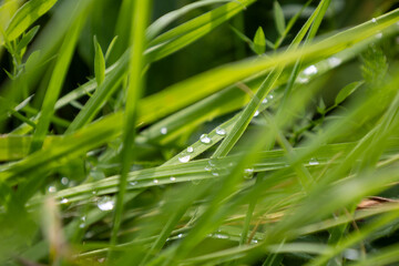 The grass is wet and shiny, with droplets of water on it