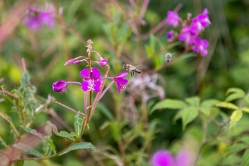 A purple flower with a bee on it