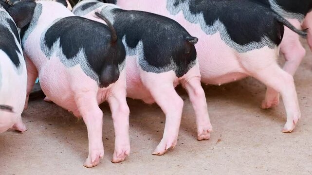 Mini Pig Gathering at Exotic Zoo