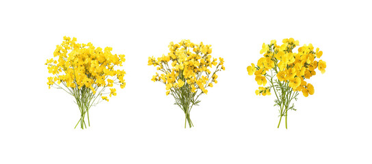 Bouquet of yellow canola flowers on white background