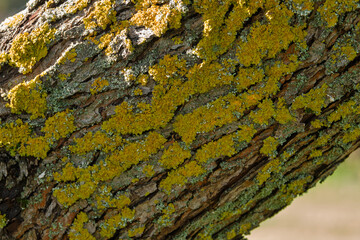 Close-up of tree bark covered with yellow lichen showing natural textures and organic beauty. Ecology and nature concept