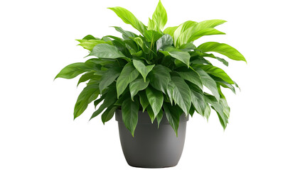 Lush Green Peace Lily in Grey Pot 