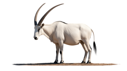 White-tailed Gemsbok:  The majestic White-tailed Gemsbok stands tall, its long, curved horns reaching towards the sky, a testament to its strength and grace.